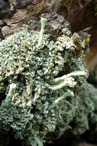 Cladonia fimbriata